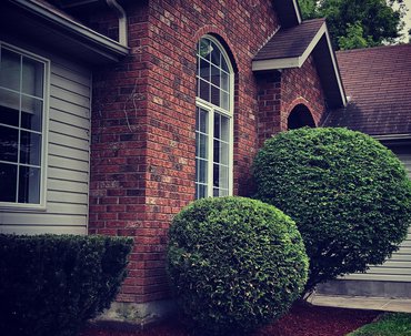 Ornamental_tree_trimming